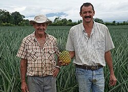 Die Ananas-Kooperative COOPEPINA in Costa Rica